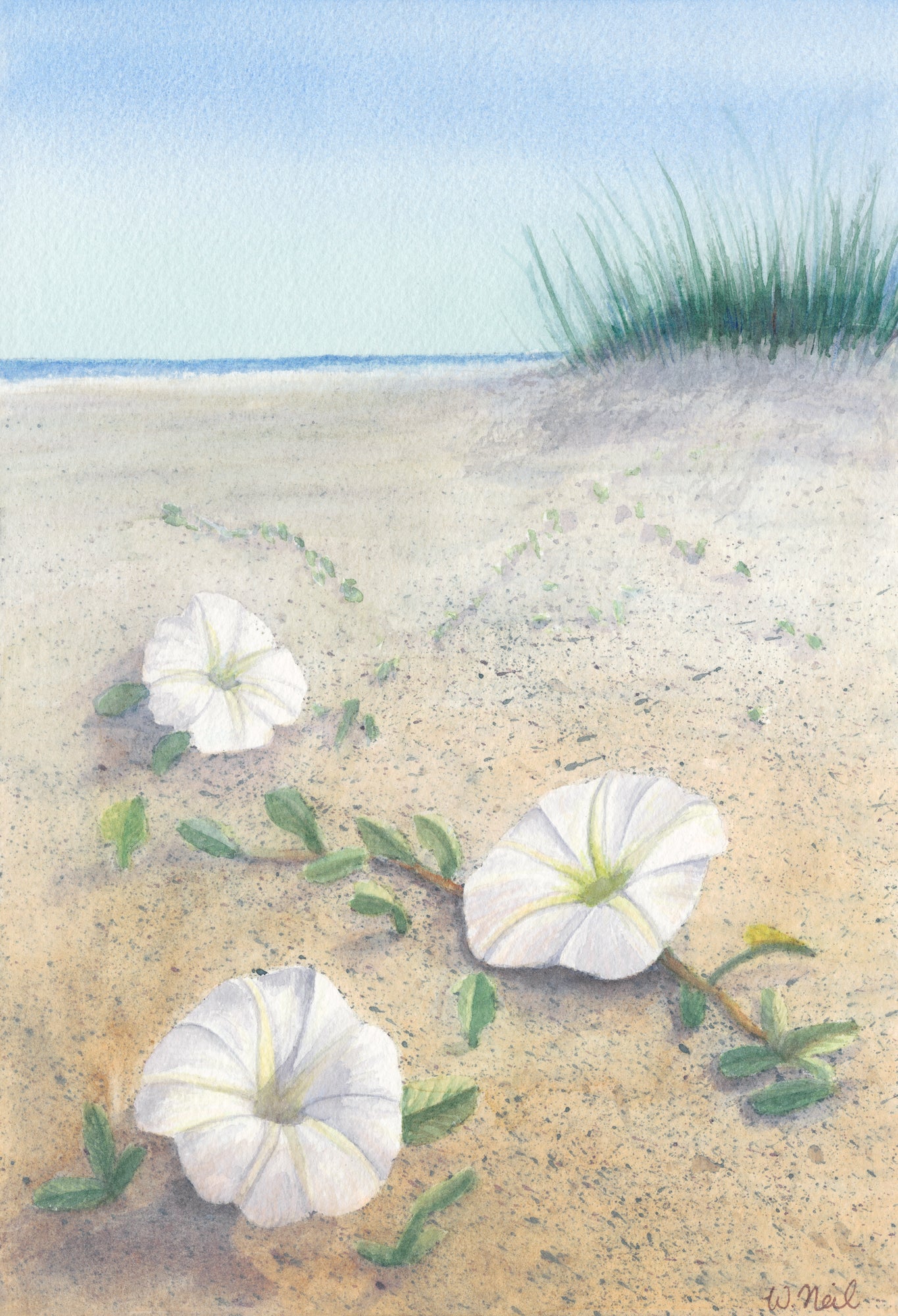 Print - West End Morning Glories